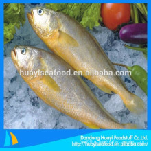 Дикая морская рыба высокого качества замороженная желтая горбыль